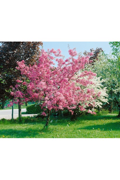 Яблуня червонолиста райська в ландшафті 